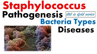 Staphylococcus bacteria Microbiology  pathogenesis infection disease toxin food poisoning [upl. by Aerahs]