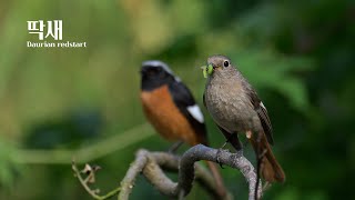 딱새 Daurian redstart [upl. by Nomor]