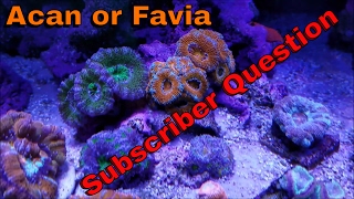 Coral Question Acan vs Favia [upl. by Ihsakat]