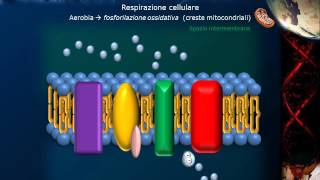 Citologia  Lezione 12 Mitocondri [upl. by Earla403]