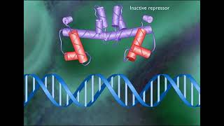 TRYPTOPHAN OPERON [upl. by Burdett]