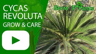 Cycas revoluta  grow amp care [upl. by Benildas]