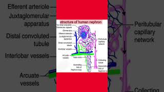 Structure of Human nephronshortsvideo shortsviral shorts biology humanbody [upl. by Imre]