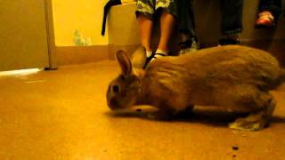 Adopting a bunny from the KrocCopley Animal Shelter San Diego Humane Society [upl. by Alameda]