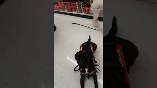 service dog knows hes doing good ♥️ servicedogs servicedogtraining assistancedog guidedog [upl. by Leela]