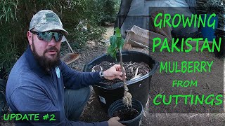 Growing Pakistan Mulberry From Cuttings  Update 2 [upl. by Kitchen]