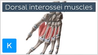 Dorsal interossei muscles of the Hand  Human Anatomy  Kenhub [upl. by Noemad]