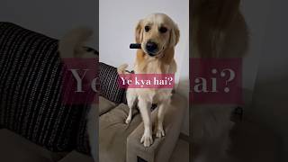 Mujhe dekhna hai Tv🐶🐾shorts ytshort trending viralvideo views doglover song youtube [upl. by Rhyner643]