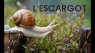 Lescargot documentaire [upl. by Gowrie]