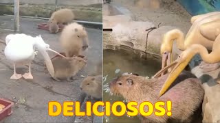 Pelícanos Tratando de Comer Capibaras [upl. by Hakvir73]