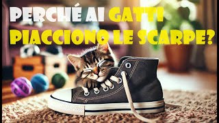 Perchè ai gatti piacciono le scarpe [upl. by Brubaker]