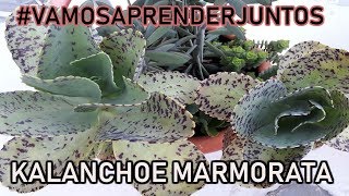 KALANCHOE MARMORATA VAMOSAPRENDERJUNTOS [upl. by Casi]