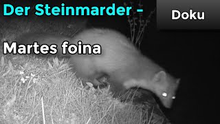 Martes foina  Der Steinmarder Doku [upl. by Coffey]