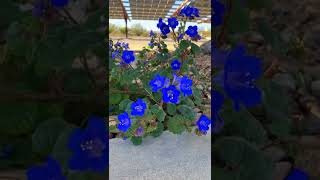 Desert Plant Bluebell Phacelia campanularia [upl. by Inaffit455]