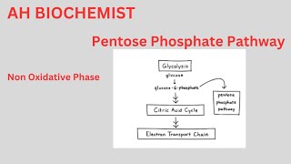 Pentose Phosphate PathwayHexose Monophosphate ShuntClass 11biology HMP ShuntOxidative Phase [upl. by Aicercal420]