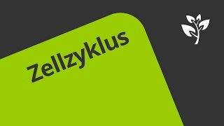 Zellzyklus Übung  Biologie  Genetik [upl. by Sergu]