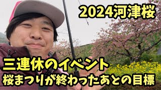 【2024河津桜まつり】222 三連休イベント情報 これからの目標 河津ライブカメラ [upl. by Ahtekal]