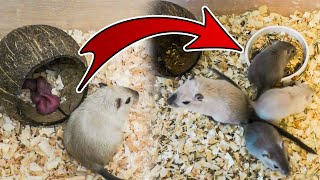 Baby Gerbils Growing Up 042 days [upl. by Aiket]