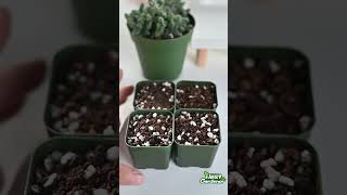 Propagate Delosperma Echinatum ‘Pickle Plant’ [upl. by Mirna]