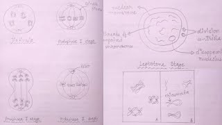 How to Draw Stages of Meiosis  Leptotene Diplotene Diakinesis Metaphase 1 amp 2 Anaphase [upl. by Bernice]