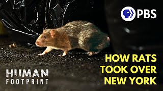 How NYC Became a Rat Kingdom 🐀 [upl. by Rocher]