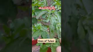 తులసి ప్రయోజనాలు SPGarden28199 medicinalplants garden tulsi [upl. by Leroy]