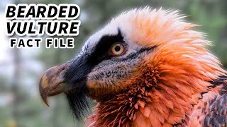 Bearded Vulture Facts a BIRD that EATS BONES  Animal Fact Files [upl. by Bridgette]