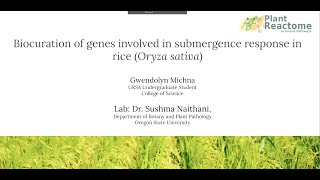 Biocuration of gene networks involved in submergence response in rice [upl. by Hildagard]