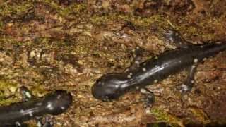 Captive bred Ambystoma californiense California Tiger Salamanders hunting crickets [upl. by Beata]