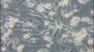 Neonatal Cardiomyocytes After gentleMACS Dissociation [upl. by Lled]