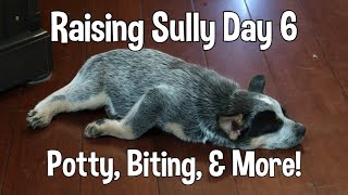 Raising Sully  Day 6  Puppy Training Tips  Australian Cattle Dog [upl. by Pearle51]