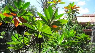 Gordonia lasianthus Loblolly Bay [upl. by Tal370]