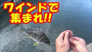 【海釣りルアーフィッシング】ワインド釣法で可愛い魚。 [upl. by Kaden]