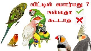 pet birds living in home right or wrong in Tamil budgies finches cockatiel loveird birdstamil [upl. by Clarhe92]