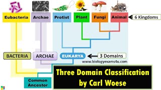 SINIFLANDIRMADA ÜÇ DOMAİNLİ SİSTEM VE VİRÜSLER [upl. by Garey415]