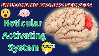 What is the Reticular Activating System [upl. by Nagy]