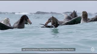 Behind the Lens Witnessing a Giant Petrel Feeding Frenzy in South Georgia [upl. by Nagoh]