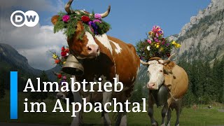 Almabtrieb im Alpbachtal  DW Reporter [upl. by Glaudia]