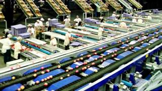 Processing and sorting lines for Apples  UNITEC [upl. by Orazal]