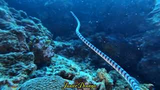 A Big Yellow Lipped Sea KraitLooking For A PreyIn Moalboal Cebu Philippines 🇵🇭 [upl. by Tori]