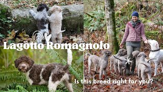 Is Lagotto Romagnolo right for you [upl. by Suirtimed3]