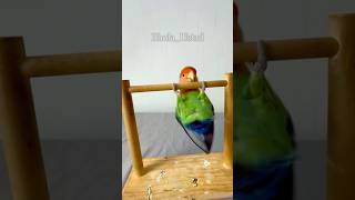 parrot play game birds parrot playstation funny ytshorts Bhola animalshorts ringneckparrot [upl. by Eirrek]