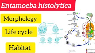 Entamoeba histolytica MorphologyLife cycle Habitat amphabit BSC 3rd year Zoologyhandwritten [upl. by Asena54]