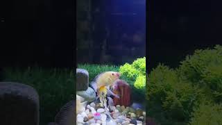 Oscar Fish quotThe Monsterquot aquariumfish oscarfish galiffstreet kolkata bloodworms trendingshorts [upl. by Gilroy467]