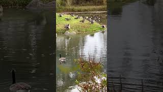 A Gaggle of Canada Geese in the Hudson Valley [upl. by Aieken]