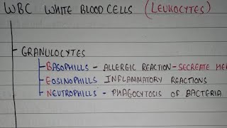 White blood cells classification  leukocytes classification  HAP1 [upl. by Clauddetta]