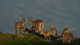 Capra Ibex  Niederhorn  Switzerland  July 2024 [upl. by Azerila622]