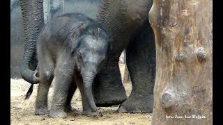 Dierenpark Amersfoort  6 days old elephant [upl. by Hanshaw727]