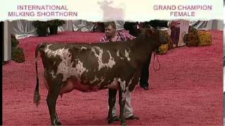 International Milking Shorthorn Show  Grand Champion Female [upl. by Ardine]