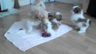 MalShi Pups playing with Mum  7 Weeks Old [upl. by Polly342]